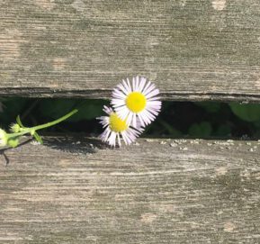 Gänseblümchen im Gartenzaun